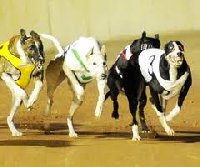 Cannington Greyhound Races | Western Australia