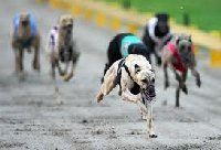 Auckland Greyhound Racing Club | New Zealand