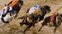 Sittingbourne Greyhound racing | England