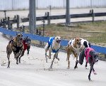 Dog racing in Australia