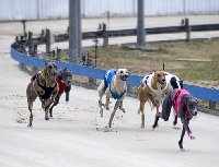 Canberra Greyhound Racing | Australia