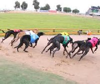 Greyhounds Mandurah Raceways | Western Australia