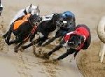 Greyhound Races