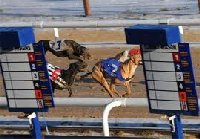 Newcastle Greyhound racing | Byker England